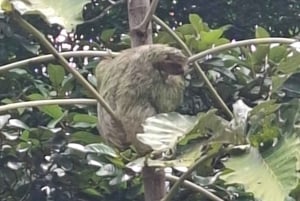 La Fortuna: Garanti for at se dovendyr