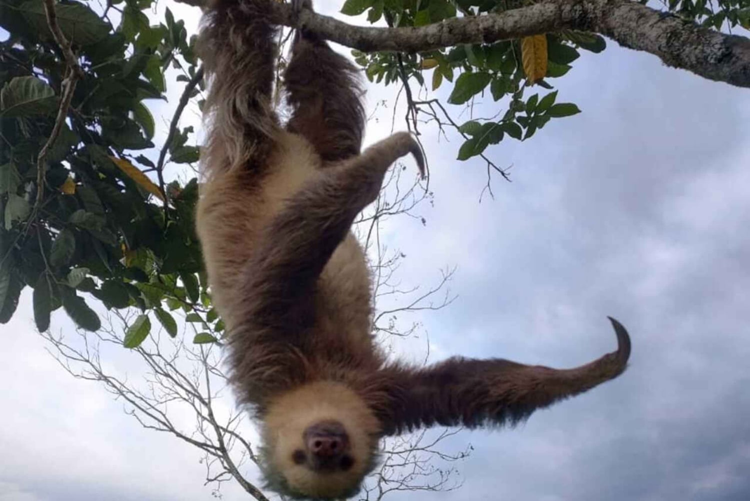La Fortuna: Guaranteed Sloth Watching Tour