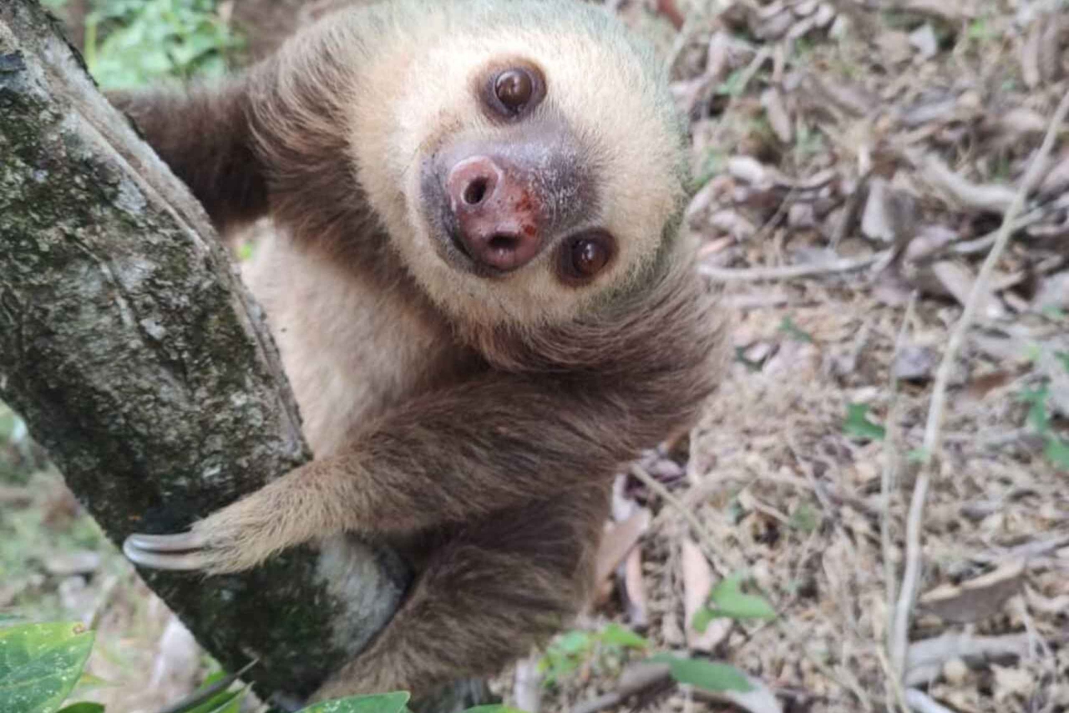 La Fortuna: Guaranteed Sloth Watching Tour