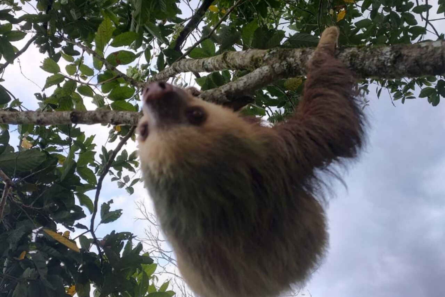 La Fortuna: Guaranteed Sloth Watching Tour
