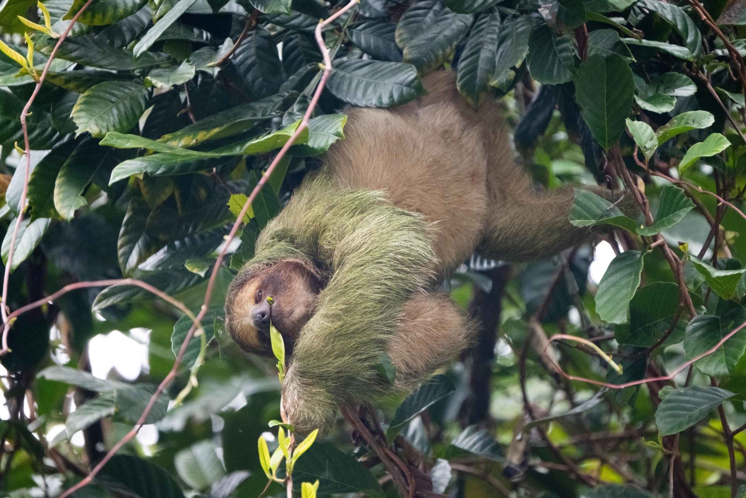 La Fortuna: Guaranteed Sloth Watching Tour