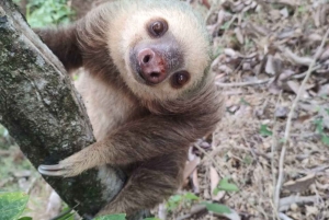 La Fortuna: Guaranteed Sloth Watching Tour
