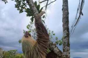 La Fortuna: Guaranteed Sloth Watching Tour