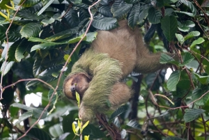La Fortuna: Guaranteed Sloth Watching Tour