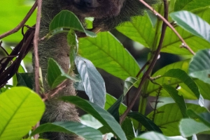 La Fortuna: Guaranteed Sloth Watching Tour