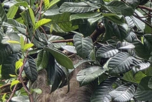 La Fortuna: Guaranteed Sloth Watching Tour