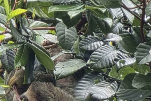 La Fortuna: Guaranteed Sloth Watching Tour