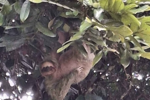 La Fortuna: Guaranteed Sloth Watching Tour