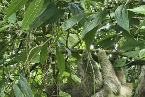 La Fortuna: Guaranteed Sloth Watching Tour