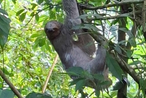 La Fortuna: Guaranteed Sloth Watching Tour