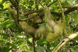 La Fortuna: Guaranteed Sloth Watching Tour
