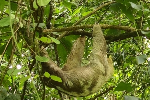 La Fortuna: Guaranteed Sloth Watching Tour