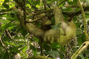 La Fortuna: Guaranteed Sloth Watching Tour