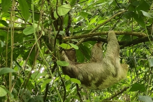 La Fortuna: Guaranteed Sloth Watching Tour