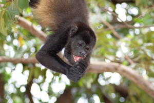 La Fortuna: Geführte Wildtiersafari bei Dämmerung