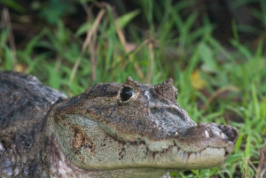 La Fortuna: Geführte Wildtiersafari bei Dämmerung