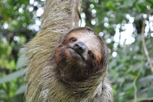 ラ フォルトゥナ: 半日野生動物サファリ フロート