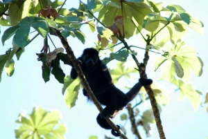 La Fortuna: flutuação de meio dia no Safari da Vida Selvagem