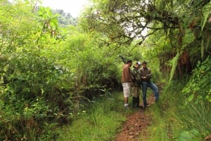 La Fortuna: Juan Castro Blanco nasjonalpark guidet fottur