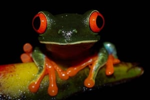 La Fortuna: Night Hike with Guide