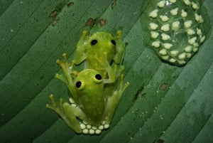 La Fortuna: Night Hike with Guide