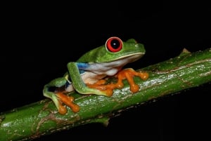 La Fortuna: Night Hike with Guide