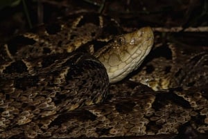 La Fortuna: Night Hike with Guide