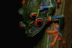 La Fortuna: Night Hike with Guide