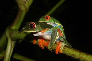 La Fortuna: Night Hike with Guide