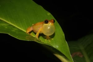 La Fortuna: Night Hike with Guide