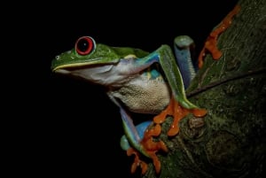 La Fortuna: Night Hike with Guide