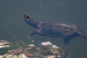 La Fortuna: Lake Arenal Private Stand Up Paddle Tour