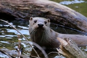 La Fortuna: Lake Arenal Private Stand Up Paddle Tour