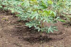 La Fortuna: Medicinal Plant Tour & Tea-Making Class