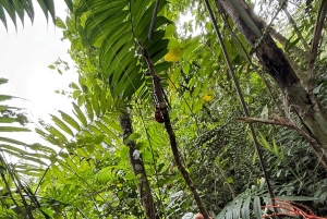 La Fortuna: Medicinal Plant Tour & Tea-Making Class
