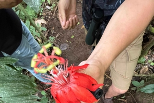 La Fortuna: Medicinal Plant Tour & Tea-Making Class