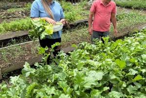 La Fortuna: Medicinal Plant Tour & Tea-Making Class