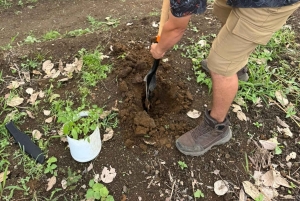 La Fortuna: Medicinal Plant Tour & Tea-Making Class