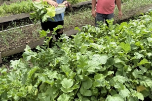 La Fortuna: Medicinal Plant Tour & Tea-Making Class