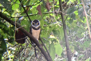 La Fortuna: Medicinal Plant Tour & Tea-Making Class