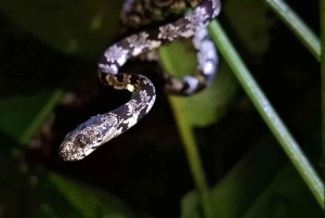 La Fortuna: Medicinal Plant Tour & Tea-Making Class