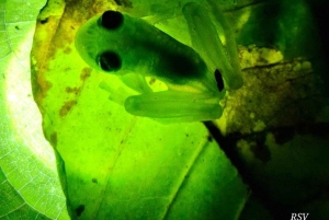 La Fortuna: Medicinal Plant Tour & Tea-Making Class