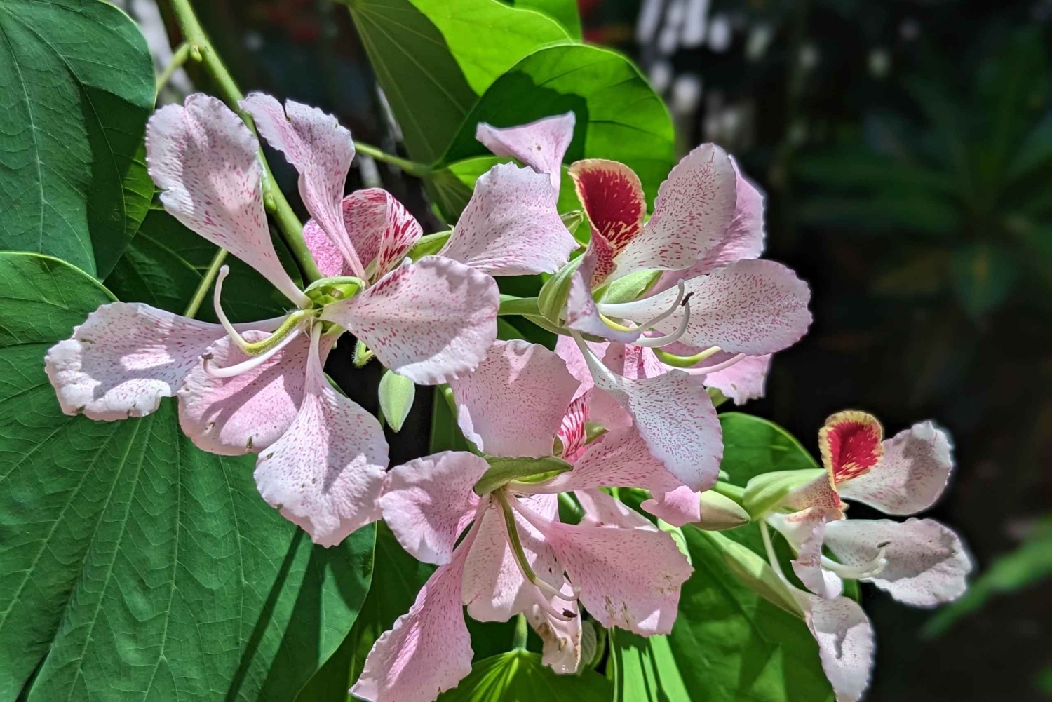 La Fortuna : visite du jardin de plantes médicinales et de sagesse ancestrale