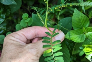 La Fortuna : visite du jardin de plantes médicinales et de sagesse ancestrale