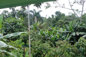 La Fortuna: Poranna obserwacja ptaków, kawa i praca z energią