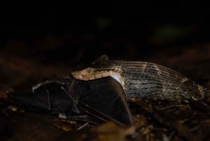 La Fortuna: Przyroda i dzikie zwierzęta - nocna wycieczka po lesie tropikalnym