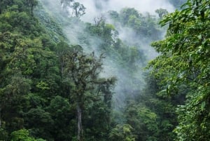 La Fortuna: Tour serale della natura e della fauna selvatica nella foresta tropicale