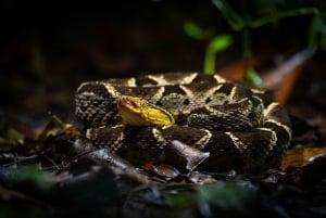 La Fortuna: Natttur i tropisk skog med natur og dyreliv