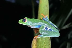 La Fortuna: Night Experience at Eden Organic Farm