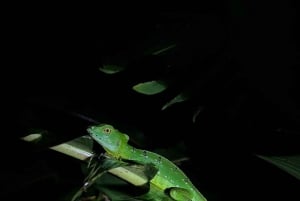 La Fortuna: Night Experience at Eden Organic Farm